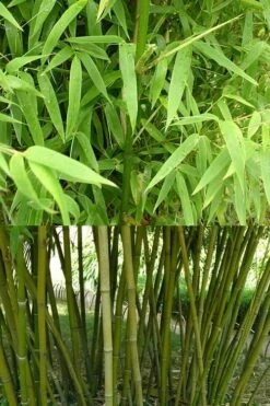 Stone Bamboo - Phyllostachys Angusta - 3 Gallon Pot (3-4') -Home Bloom Garden Bamboo Stone 4