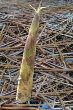 Sweet Shoot Bamboo - Phyllostachys Dulcis - 3 Gallon Pot -Home Bloom Garden Bamboo Sweet Shoot 2