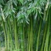 Sweet Shoot Bamboo - Phyllostachys Dulcis - 3 Gallon Pot -Home Bloom Garden Bamboo Sweet Shoot 4