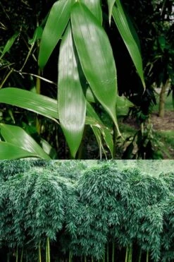 Sweet Shoot Bamboo - Phyllostachys Dulcis - 3 Gallon Pot -Home Bloom Garden Bamboo Sweet Shoot 6