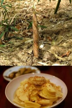 Sweet Shoot Bamboo - Phyllostachys Dulcis - 3 Gallon Pot -Home Bloom Garden Bamboo Sweet Shoot 7