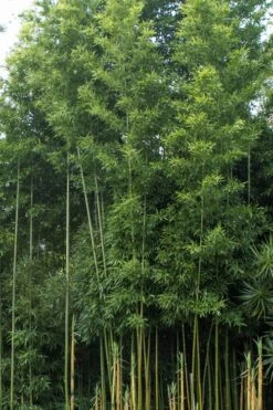 Temple Bamboo (Semiarundinaria Fastuosa) - 3 Gallon Pot (4-6'+) -Home Bloom Garden Bamboo Temple 20
