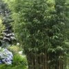Temple Bamboo (Semiarundinaria Fastuosa) - 3 Gallon Pot (4-6'+) -Home Bloom Garden Bamboo Temple 5