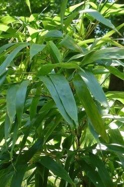 Temple Bamboo (Semiarundinaria Fastuosa) - 3 Gallon Pot (4-6'+) -Home Bloom Garden Bamboo Temple 6
