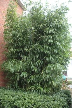 Temple Bamboo (Semiarundinaria Fastuosa) - 3 Gallon Pot (4-6'+) -Home Bloom Garden Bamboo Temple 9