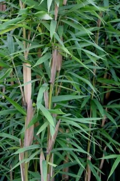 Tonkin Cane Tea Stick Bamboo - Pseudosasa Amabilis - 3 Gallon Pot -Home Bloom Garden Bamboo Tonkin Cane 12
