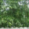 Tonkin Cane Tea Stick Bamboo - Pseudosasa Amabilis - 3 Gallon Pot -Home Bloom Garden Bamboo Tonkin Cane 20