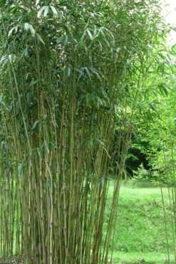 Tonkin Cane Tea Stick Bamboo - Pseudosasa Amabilis - 3 Gallon Pot -Home Bloom Garden Bamboo Tonkin Cane 21