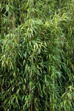 Tonkin Cane Tea Stick Bamboo - Pseudosasa Amabilis - 3 Gallon Pot -Home Bloom Garden Bamboo Tonkin Cane 3