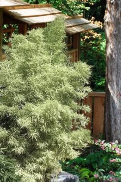 Variegated Chinese Temple Bamboo - Sinobambusa Tootsik 'Albostriata' - 3 Gallon Pot -Home Bloom Garden Bamboo Variegated Chinese Temple Bamboo 5