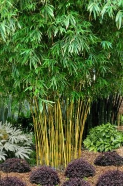 Asian Lemon Bamboo (Bambusa Eutuldoides 'Viridivittata') - 3 Gallon Pot