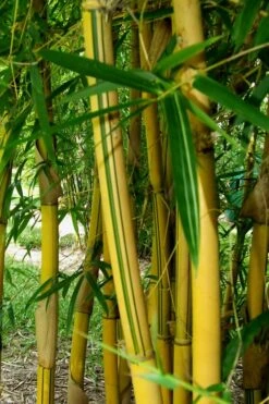 Asian Lemon Bamboo (Bambusa Eutuldoides 'Viridivittata') - 3 Gallon Pot -Home Bloom Garden Bamboo Viridivittata 3