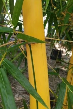 Asian Lemon Bamboo (Bambusa Eutuldoides 'Viridivittata') - 3 Gallon Pot -Home Bloom Garden Bamboo Viridivittata 6