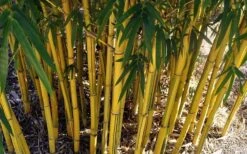 Asian Lemon Bamboo (Bambusa Eutuldoides 'Viridivittata') - 3 Gallon Pot -Home Bloom Garden Bamboo Viridivittata 7