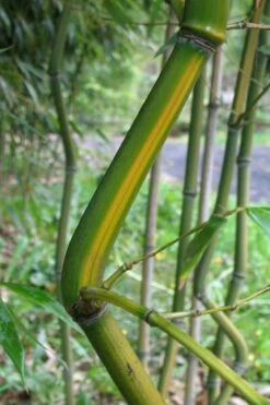 Yellow Groove Bamboo (Phyllostachys Aureosulcata) - 3 Gallon Pot (2-4') -Home Bloom Garden Bamboo Yellow Groove 11 1