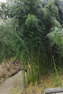 Yellow Groove Bamboo (Phyllostachys Aureosulcata) - 3 Gallon Pot (2-4') -Home Bloom Garden Bamboo Yellow Groove 13 1