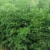 Yellow Groove Bamboo (Phyllostachys Aureosulcata) - 3 Gallon Pot (4-6'+) -Home Bloom Garden Bamboo Yellow Groove 500x750 1
