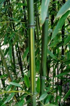 Yellow Groove Bamboo (Phyllostachys Aureosulcata) - 3 Gallon Pot (2-4') -Home Bloom Garden Bamboo Yellow Groove 9 1