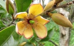 Banana Shrub - 5 Gallon Pot -Home Bloom Garden Banana Shrub Flower Closeup