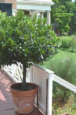 Bay Laurel (Sweet Bay) - Laurus Nobilis - 6 Pack Of 1 Gallon Pots -Home Bloom Garden Bay Laurel 10 1