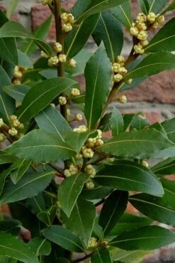 Bay Laurel (Sweet Bay) - Laurus Nobilis - 6 Pack Of 1 Gallon Pots -Home Bloom Garden Bay Laurel 2 1
