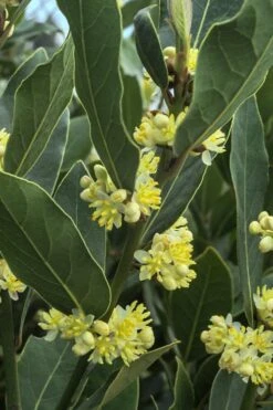 Bay Laurel (Sweet Bay) - Laurus Nobilis - 2 Gallon Pot 13 Bay Laurel (Sweet Bay) - Laurus Nobilis - 2 Gallon Pot -Home Bloom Garden Bay Laurel 3 2