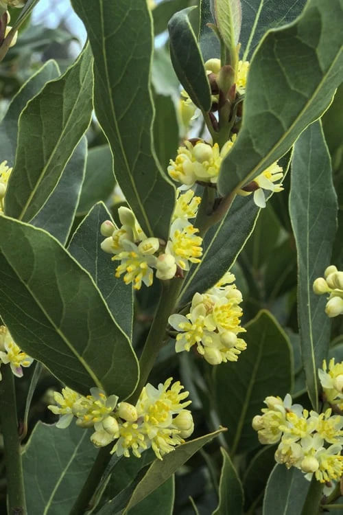 Bay Laurel (Sweet Bay) - Laurus Nobilis - 2 Gallon Pot 6 Bay Laurel (Sweet Bay) - Laurus Nobilis - 2 Gallon Pot - Image 4