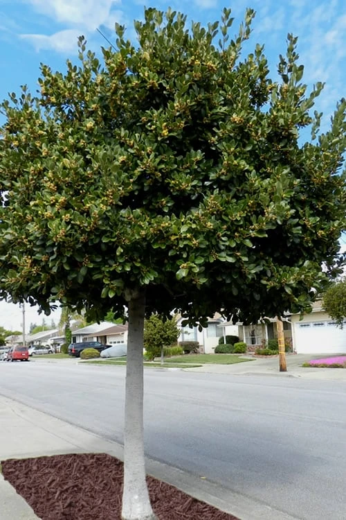 Bay Laurel (Sweet Bay) - Laurus Nobilis - 2 Gallon Pot 7 Bay Laurel (Sweet Bay) - Laurus Nobilis - 2 Gallon Pot - Image 5