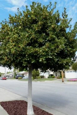 Bay Laurel (Sweet Bay) - Laurus Nobilis - 3 Gallon Pot -Home Bloom Garden Bay Laurel 5