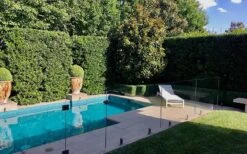 Bay Laurel (Sweet Bay) - Laurus Nobilis - 6 Pack Of 1 Gallon Pots -Home Bloom Garden Bay Laurel 7 1