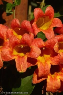 Tangerine Beauty Crossvine Bignonia - 1 Gallon Pot -Home Bloom Garden Bignonia Tangerine Beauty 20