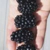 Apache Thornless Blackberry - 1 Gallon Pot -Home Bloom Garden Blackberry Apache In hand 500x750 2