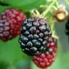 Arapaho Thornless Blackberry - 1 Gallon Pot -Home Bloom Garden Blackberry Arapaho Rev 500x750 1