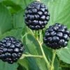 Natchez Thornless Blackberry - 1 Gallon Pot -Home Bloom Garden Blackberry Natchez BS