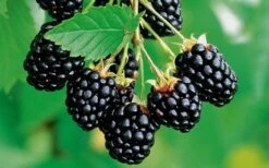Navaho Thornless Blackberry - 6 Pack Of 1 Gallon Pots -Home Bloom Garden Blackberry Navaho 2