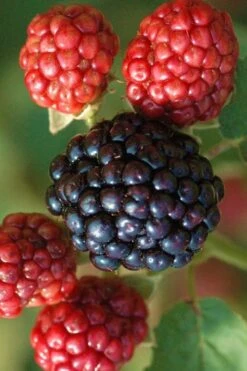 Osage Thornless Blackberry - 6 Pack Of 1 Gallon Pots