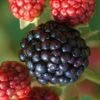 Osage Thornless Blackberry - 1 Gallon Pot -Home Bloom Garden Blackberry Osage 1