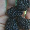 Prime Ark Traveler Blackberry Plant - 1 Gallon Pot -Home Bloom Garden Blackberry Prime Ark Traveler 1 1