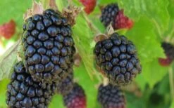 Triple Crown Thornless Blackberry Plant - 3 Gallon Pot 9 Triple Crown Thornless Blackberry Plant - 3 Gallon Pot -Home Bloom Garden Blackberry Triple Crown