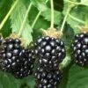 Triple Crown Thornless Blackberry Plant - 1 Gallon Pot -Home Bloom Garden Blackberry Triple Crown 500x750 2