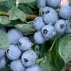 Becky Blue Rabbiteye Blueberry - 2.5 Quart Pot -Home Bloom Garden Blueberry Becky Blue Rev 500x750 1