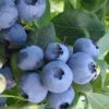 Bless Your Heart Rabbiteye Blueberry - 1 Gallon Pot -Home Bloom Garden Blueberry Bless Your Heart 500x750 1