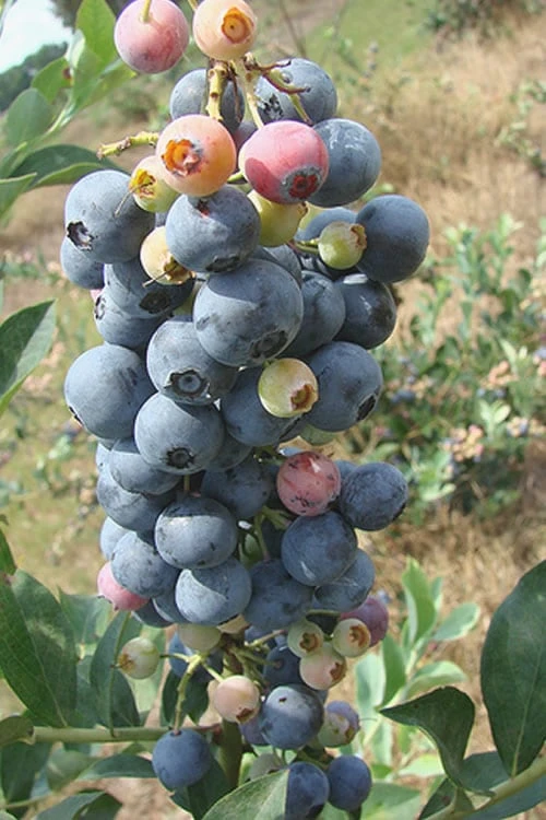 Climax Rabbiteye Blueberry - 1 Gallon Pot 3 Climax Rabbiteye Blueberry - 1 Gallon Pot