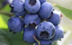 Delite Rabbiteye Blueberry - 1 Gallon Pot -Home Bloom Garden Blueberry Delite