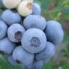 Legacy Highbush Blueberry - 1 Gallon Pot -Home Bloom Garden Blueberry Legacy Highbush 1