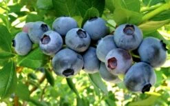 Misty Southern Highbush Blueberry - 3 Gallon Pot -Home Bloom Garden Blueberry Misty