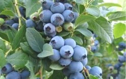 Ochlockonee Rabbiteye Blueberry - 3 Gallon Pot -Home Bloom Garden Blueberry Ochlockonee