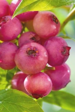 Pink Lemonade Blueberry - 6 Pack Of 1 Gallon Pots -Home Bloom Garden Blueberry Pink Lemonade 6 1