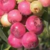 Pink Lemonade Blueberry - 6 Pack Of 1 Gallon Pots 1 Pink Lemonade Blueberry - 6 Pack Of 1 Gallon Pots -Home Bloom Garden Blueberry Pink Lemonade 8 1