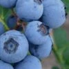 Alice Blue Rabbiteye Blueberry - 1 Gallon Pot -Home Bloom Garden Blueberry Rabbiteye Alice 500x750 1